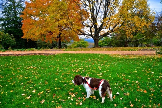 The Jefferson Memorial and Legacy at Monticello in Autumn | New ...