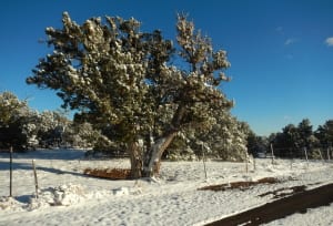 crnes snow tree 300x204 - From New Mexico's Festival of the Cranes to Flagstaff