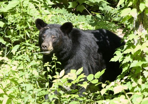 What the National Press and the Park Service Won’t Tell You on the ...