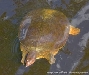 softshell turtle DauphinIsland41818b 300x253 - softshell-turtle_DauphinIsland41818b