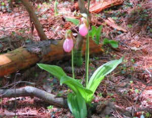 Lady Slipper orchid1a 1 300x234 - Lady_Slipper-orchid1a