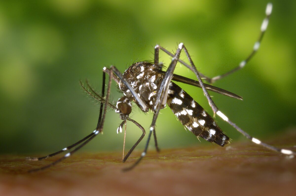 CDC Gathany Aedes albopictus 1 1200x795 - Can the Rabbit Beat The Blob?