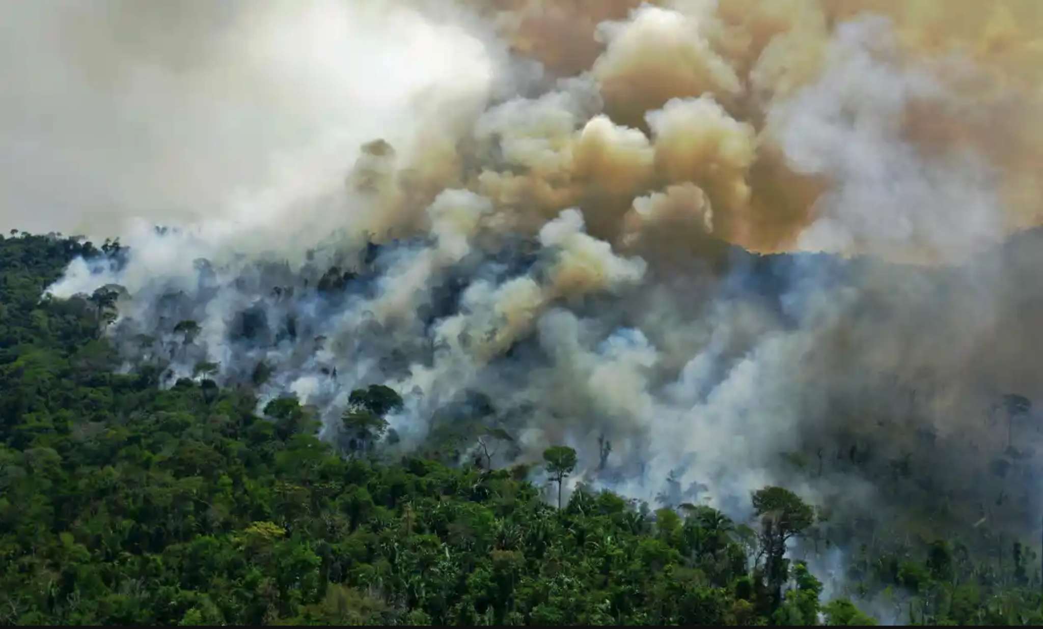 Amazon_rainforest-onfire | New American Journal