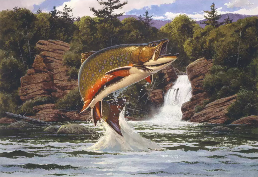 Brook Trout on River Rock - Delestrezart - Paintings & Prints, Animals,  Birds, & Fish, Aquatic Life, Fish, Freshwater Fish - ArtPal